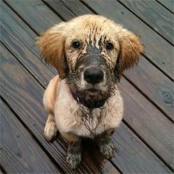 mud-dog